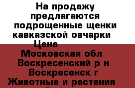 На продажу предлагаются подрощенные щенки кавказской овчарки › Цена ­ 30 000 - Московская обл., Воскресенский р-н, Воскресенск г. Животные и растения » Собаки   